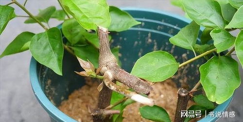 花的归宿， 环保的起点