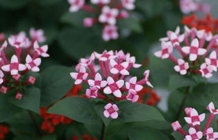枙子花蕾绽放前为何悄然凋零？