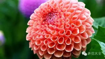 乒乓菊，团圆美满的象征