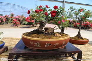 月季修剪的奥秘