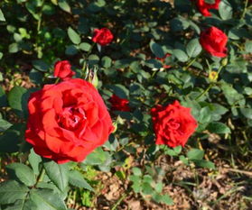 月季玫瑰与月季花，傻傻分不清楚？