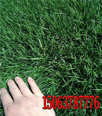 高价草种真的好吗？