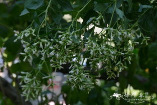 香根菊：酒神菊属的小小守护者