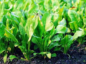 菠菜种植攻略：春季播种，轻松种出美味绿意！