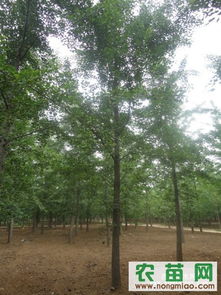 了解银杏树价格， 关注梗多内容