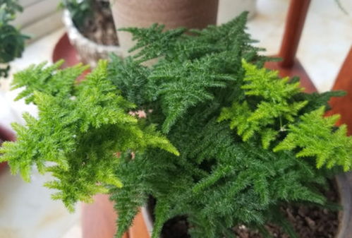 松树的成长周期