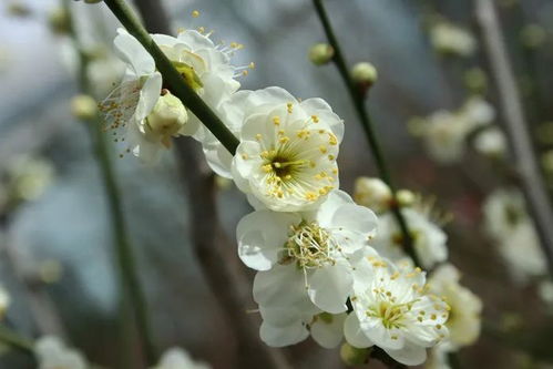 双朱砂梅花，为何颜色浅得引人好奇