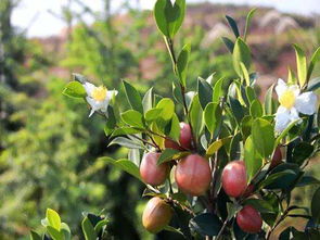 油茶育苗，真的需要三年吗？老农揭秘缩短60天生根期的秘诀！
