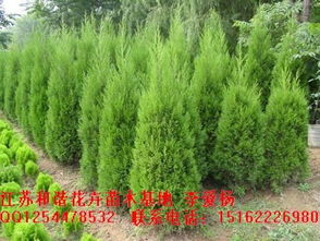 蜀桧的历史与文化