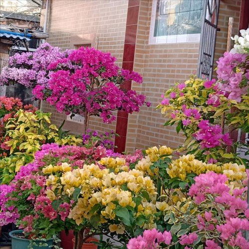 夏季花卉篇：高温下绽放的美丽奇迹