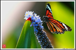 种植心得：虎斑蝶草的种植心得分享