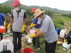 杂草状态，也是关键