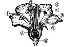 花的各个组成部分