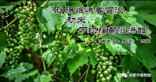 樱桃园病害防治的三场景下如何正确使用甲霜灵避免药害？