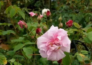 葡萄园之歌月季：金枝玉叶月季， 坦尼克月季