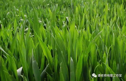 冬小麦和春小麦的播种时间与收割时间有何不同