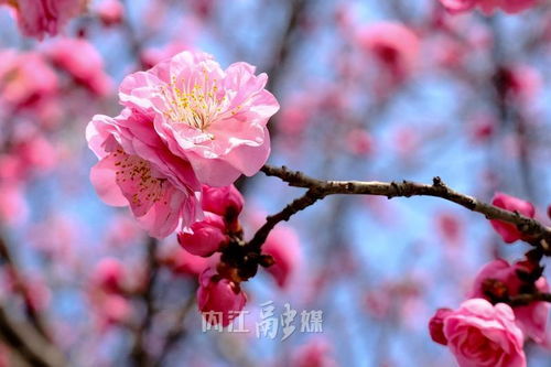 美人梅的花期与观赏价值