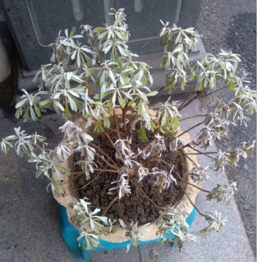 大丽花叶子蔫了怎么办？是浇水过多还是水分不足