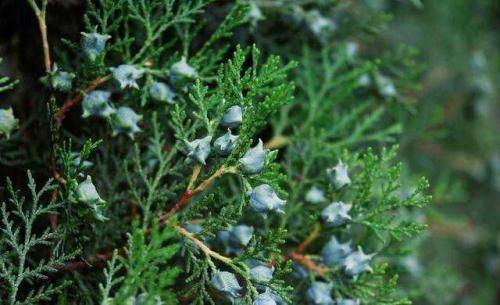 柏树的价格大揭秘：直径30cm的柏树值多少钱？