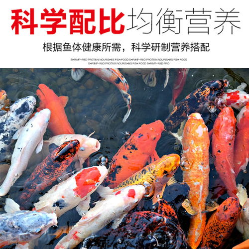 鱼之宝成长颗粒饲料真的比其他品牌省钱吗？金鱼、锦鲤吃了效果怎么样？