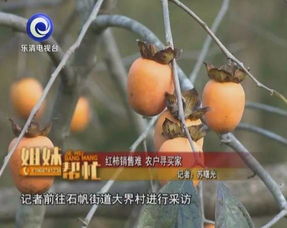 乐清农户尝试种植鸡蛋果，却遭遇生长难题