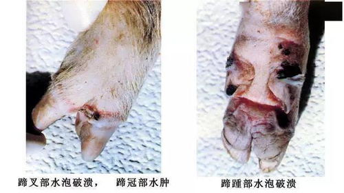 仔猪突然死亡、母猪流产，这会是猪伪狂犬病引起的吗？