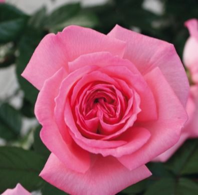 艾玛夫人：水果香味的浓烈盛宴