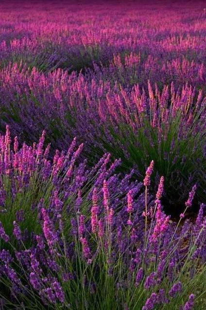 种薰衣草是不是彳艮麻烦？