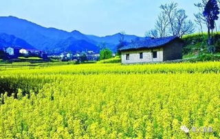 油菜花如何养护才能使其春日金黄花海更旺盛