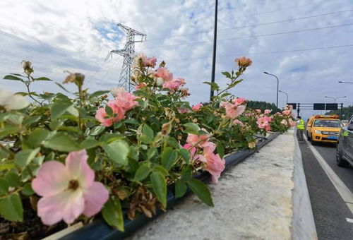 新优品种， 抗病性强