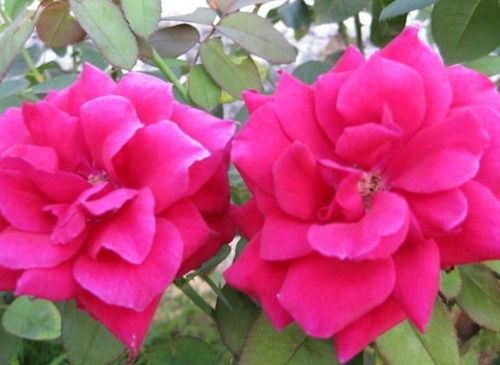 月季果的抑菌效果，你没想到吧！