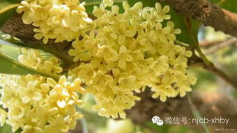 桂花主干修剪：先疏枝去弱