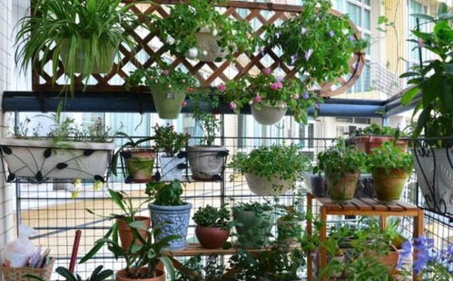 江西小院子种花秘籍：如何选花草，避开大坑？