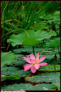 大湖里的荷花