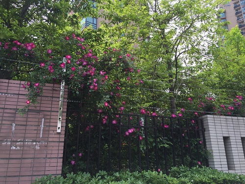 海棠花移栽最佳时机：春末夏初，抢占花卉市场！