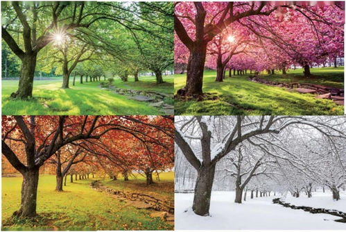 树木的忠诚伙伴