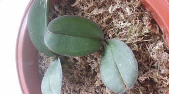 幼苗枯萎的原因