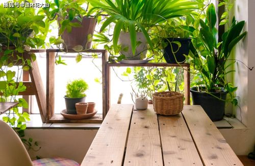 室内摆放：阳光的恰到好处