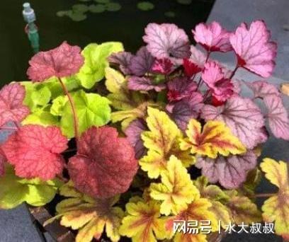 春天到秋天的花海盛宴， 耐寒花朵轻松养爆盆