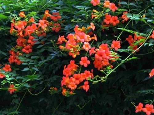 耐寒凌霄花品种推荐