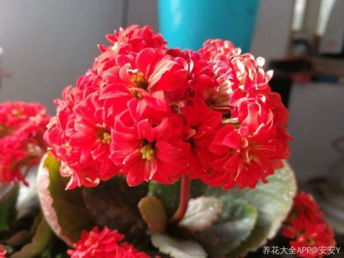 耐旱耐晒， 懒人花草推荐