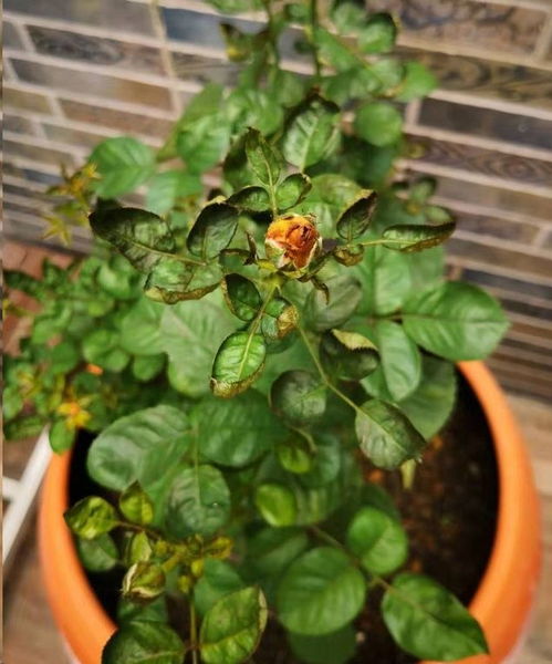 夏季的月季， 黑褐色斑痕背后的真相