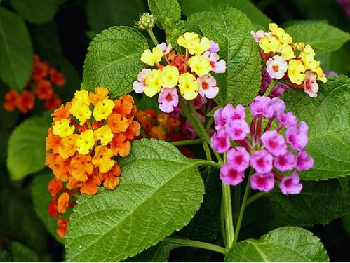 五色梅：五彩斑斓的梦幻世界