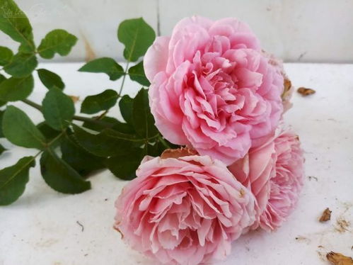 紫色香水月季（戴尔巴德）的花期揭秘