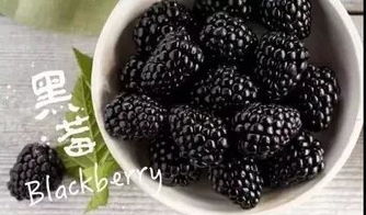 黑莓与桑葚，究竟有何区别
