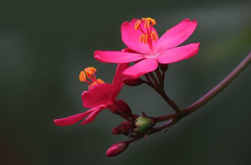 琴叶珊瑚冬天怎么过冬？如何安全度过寒冷季节