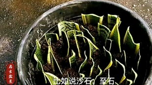 六月雪扦插繁殖的最佳时间和具体方法是怎样的
