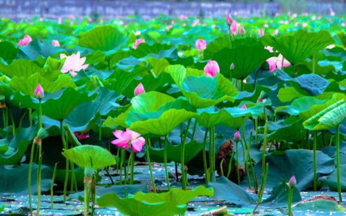 北方地区荷花的过冬方法