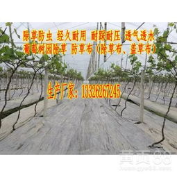 草坪施什么肥好，能有效抑制园艺草坪杂草生长？