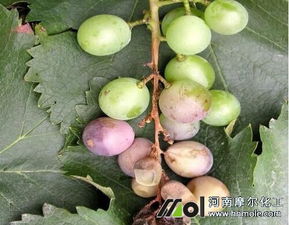 多菌灵， 用对方法hen重要